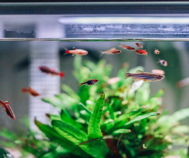 Wet en regelgeving Afwijzen wanhoop Redfin: 14 In Home Aquarium Ideas and How to Care For Them - CerMedia  Porous Ceramic Structures